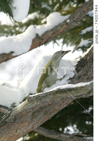 ヤマゲラ キツツキ 北海道の野鳥 ヤマゲラ キツツキ 北海道の野鳥 74007944