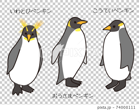 皇帝ペンギン おうさまペンギン いわとびペンギンのイラスト素材