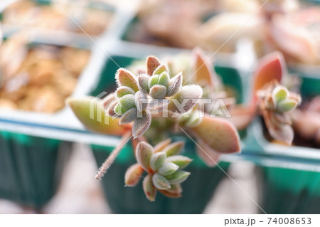 葉っぱがふさふさ多肉植物のレモータの写真素材