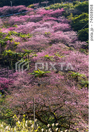 満開の寒緋桜 74008908