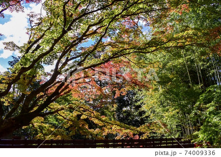 秋の北野天満宮/御土居のもみじ苑 74009336