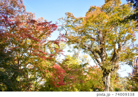 秋の北野天満宮/御土居のもみじ苑 74009338