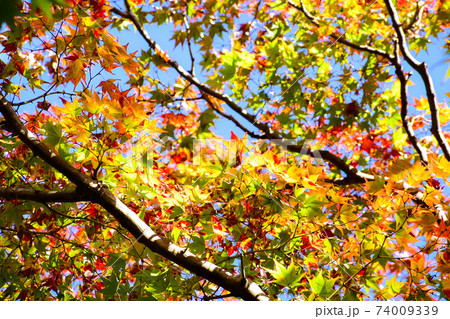 秋の北野天満宮/御土居のもみじ苑 74009339