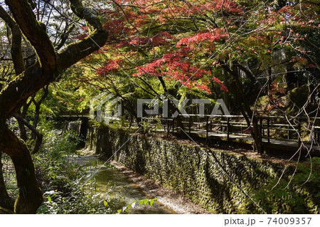 秋の北野天満宮/御土居のもみじ苑 74009357