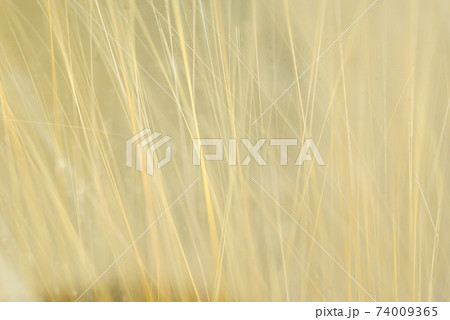 パワーストーン　ルチルクォーツ　天然石 74009365