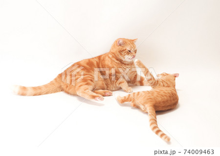 戯れる2匹の猫 74009463
