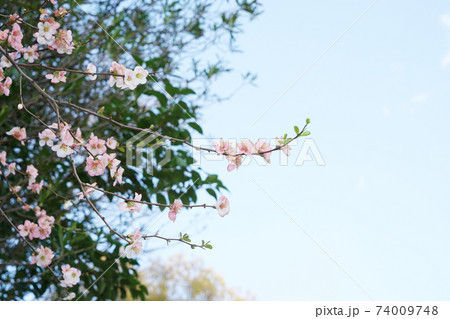 木瓜 木瓜 74009748