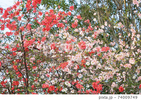 木瓜 木瓜 74009749