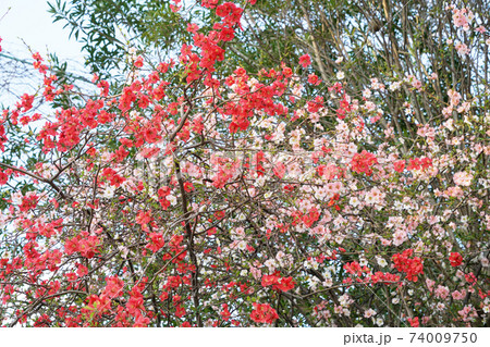 木瓜 木瓜 74009750