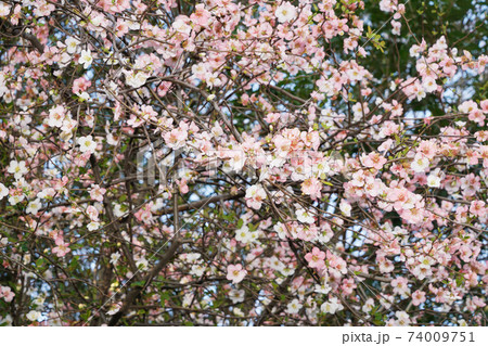 木瓜 木瓜 74009751