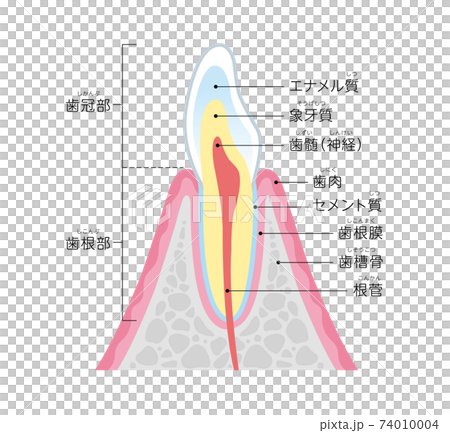 Cross-sectional view of teeth Illustration 74010004