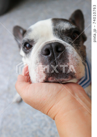 tame dog or french bulldog or squint-eyed french bulldog tame dog or french bulldog or squint-eyed french bulldog 74010763
