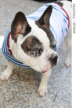 french bulldog or squint-eyed french bulldog french bulldog or squint-eyed french bulldog 74010764
