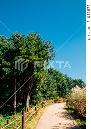 Olympic park green forest trail in Seoul, Korea Olympic park green forest trail in Seoul, Korea 74011675