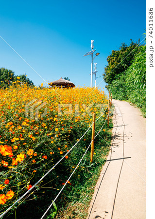 Yellow cosmos flower field at Olympic park in Seoul, Korea Yellow cosmos flower field at Olympic park in Seoul, Korea 74011686