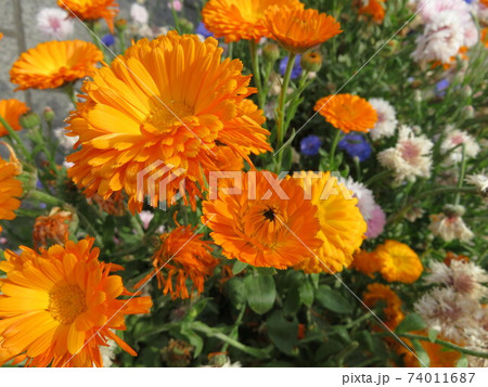 花壇の花（キンセンカと矢車草） 74011687