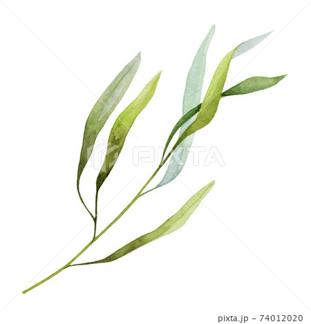 Realistic plant with green leaves watercolor illustration. Hand drawn wild plant branch element. Botanical field or river grass, wild herb element. Green stem with leaves plant on white background 74012020
