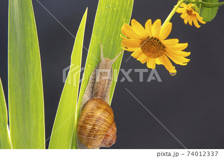 Helix pomatia. grape snail crawling on green leaves. mollusc and invertebrate.  74012337