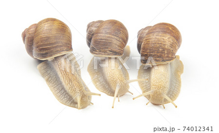 Helix pomatia. grape snail on a white background. mollusc and invertebrate. Helix pomatia. grape snail on a white background. mollusc and invertebrate. 74012341