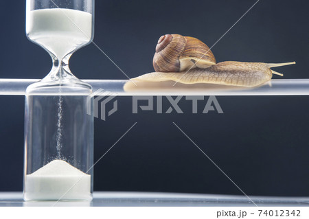 Helix pomatia. snails hang from a plastic tube. Helix pomatia. snails hang from a plastic tube. 74012342