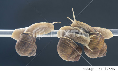 snails hang from a plastic tube. romance and relationships in the animal kingdom. 74012343