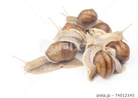 Helix pomatia. grape snail on a white background. mollusc and invertebrate.  74012345
