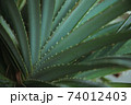 A close up of a green plant 74012403