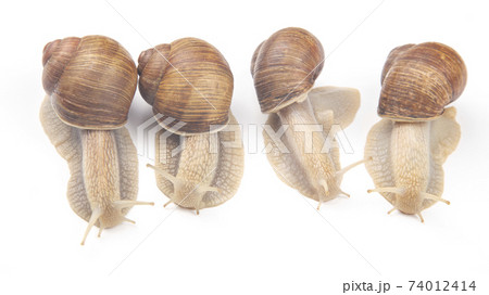 Helix pomatia. grape snail on a white background. mollusc and invertebrate. Helix pomatia. grape snail on a white background. mollusc and invertebrate. 74012414