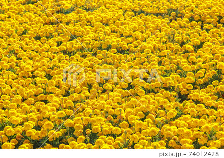 large variety of growing yellow flower 74012428