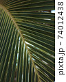 Palm leaves. A close up of a tree. Coconut palm.  74012438