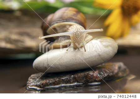 Helix pomatia. snail climbs from stone to stone. mollusc and invertebrate. Helix pomatia. snail climbs from stone to stone. mollusc and invertebrate. 74012448