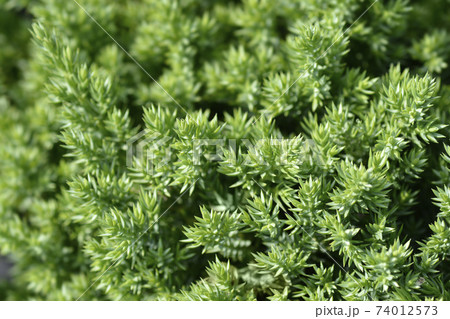 Dwarf Japanese garden juniper 74012573