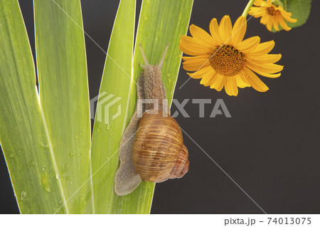grape snail crawling on green leaves. mollusc and invertebrate. delicacy meat and gourmet food. grape snail crawling on green leaves. mollusc and invertebrate. delicacy meat and gourmet food. 74013075