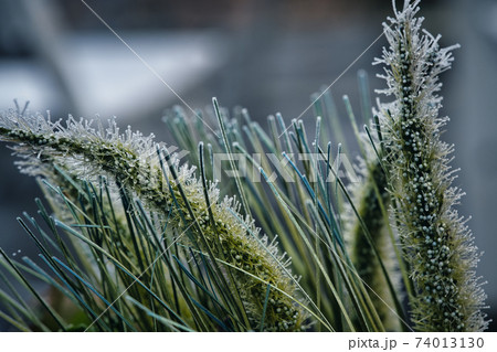 寒い日に凍りついた冬の植物 寒い日に凍りついた冬の植物 74013130