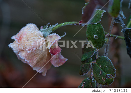 寒い日に凍りついた薔薇の花 寒い日に凍りついた薔薇の花 74013131