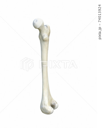 Right human femur bone, anatomy, white background, 3d rendering 74013924