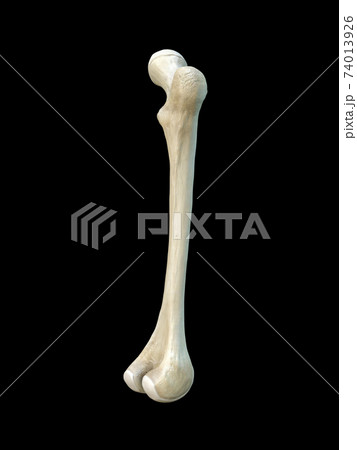 Right human femur bone, black background, 3d rendering 74013926
