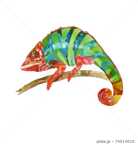 Green Iguana watercolor painting vector illustration, "Grand Cayman Blue Iguana", lizard on the branch. Sleeping dragon big reptilia wild animal. Green Iguana watercolor painting vector illustration, "Grand Cayman Blue Iguana", lizard on the branch. Sleeping dragon big reptilia wild animal. 74014010