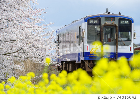 【のと鉄道】桜と菜の花と列車 【のと鉄道】桜と菜の花と列車 74015042