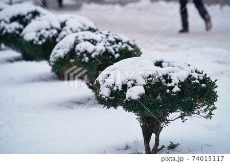 Snow-covered decorative green bushes outdoors, winter close-up 74015117