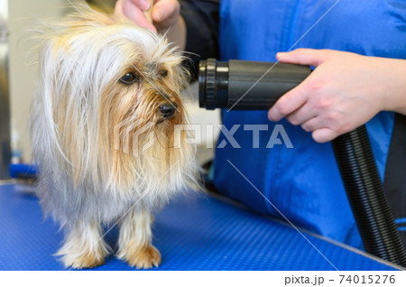The pet groomer dries dog hair with a hair dryer and combs a Yorkshire Terrier in the Pet Grooming The pet groomer dries dog hair with a hair dryer and combs a Yorkshire Terrier in the Pet Grooming 74015276