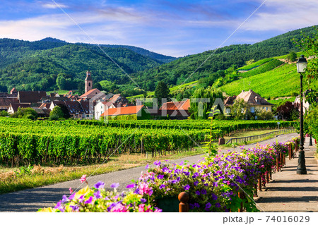 Picturesque countryside of Alsace region- famous "vine route" France Picturesque countryside of Alsace region- famous "vine route" France 74016029