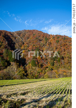 紅葉に染まった山に囲まれた稲刈り後の田んぼ 紅葉に染まった山に囲まれた稲刈り後の田んぼ 74016717