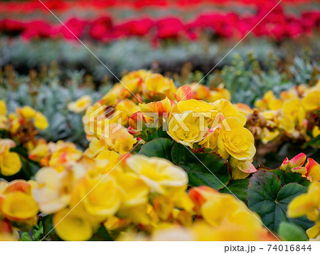 Close up shot of Tuberous begonia blossom Close up shot of Tuberous begonia blossom 74016844