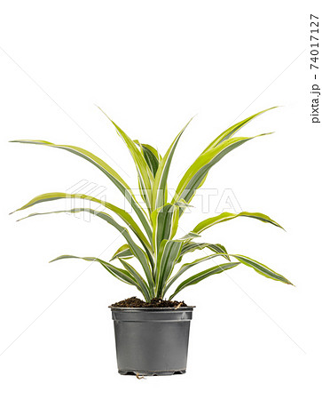 Green decorative plant with long leafes potted in a gray flower pot Green decorative plant with long leafes potted in a gray flower pot 74017127