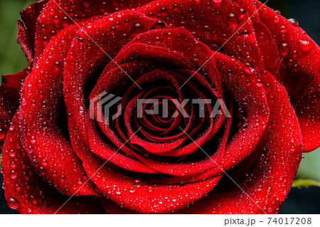 Water drops on the red rose petals. Valentine day concept 74017208