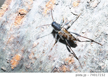 ウスイロトラカミキリ 74017232