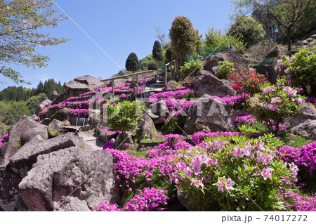 赤紫のシバザクラ 74017272