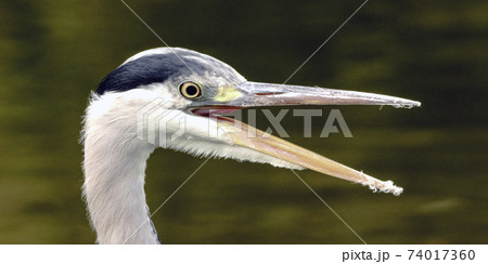 Wild grey heron Wild grey heron 74017360