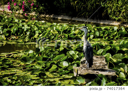 Wild grey heron on hunt / United Kingdom Wild grey heron on hunt / United Kingdom 74017364